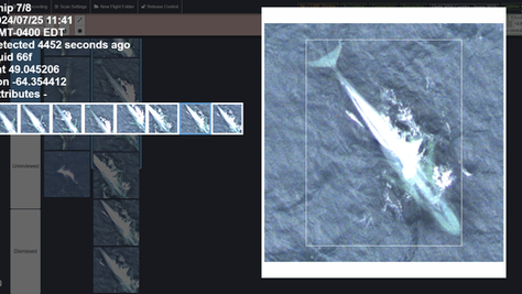 Leveraging AI to help protect endangered North Atlantic right whales 