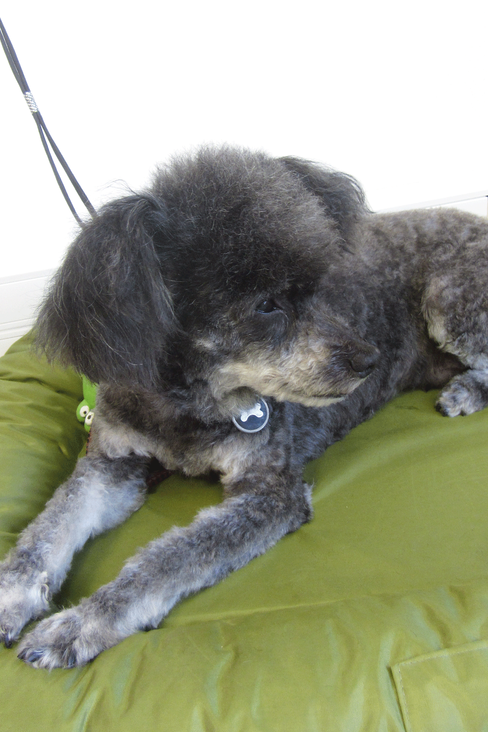 CHOULEILAÏ chien chinois à crête