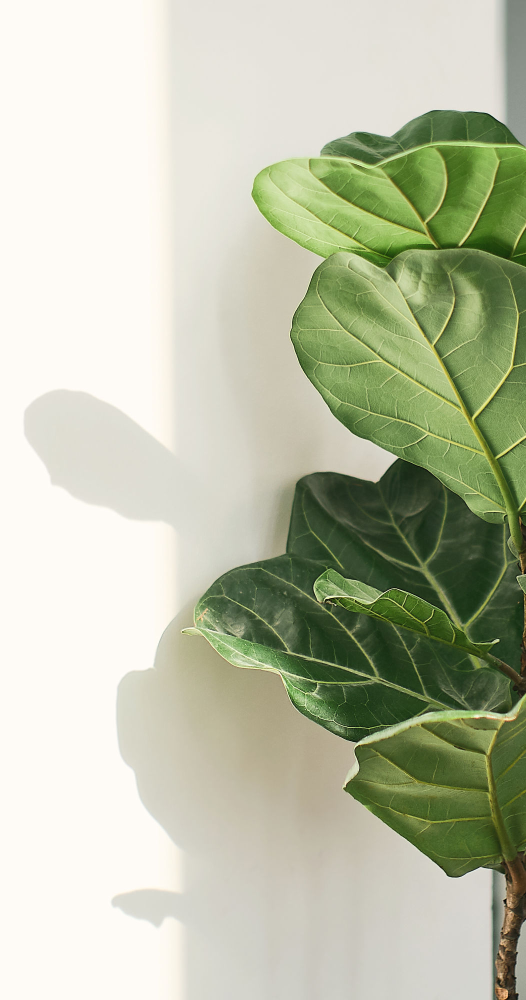 Green leaves of Fiddle Fig or Ficus Lyrata_edited.jpg
