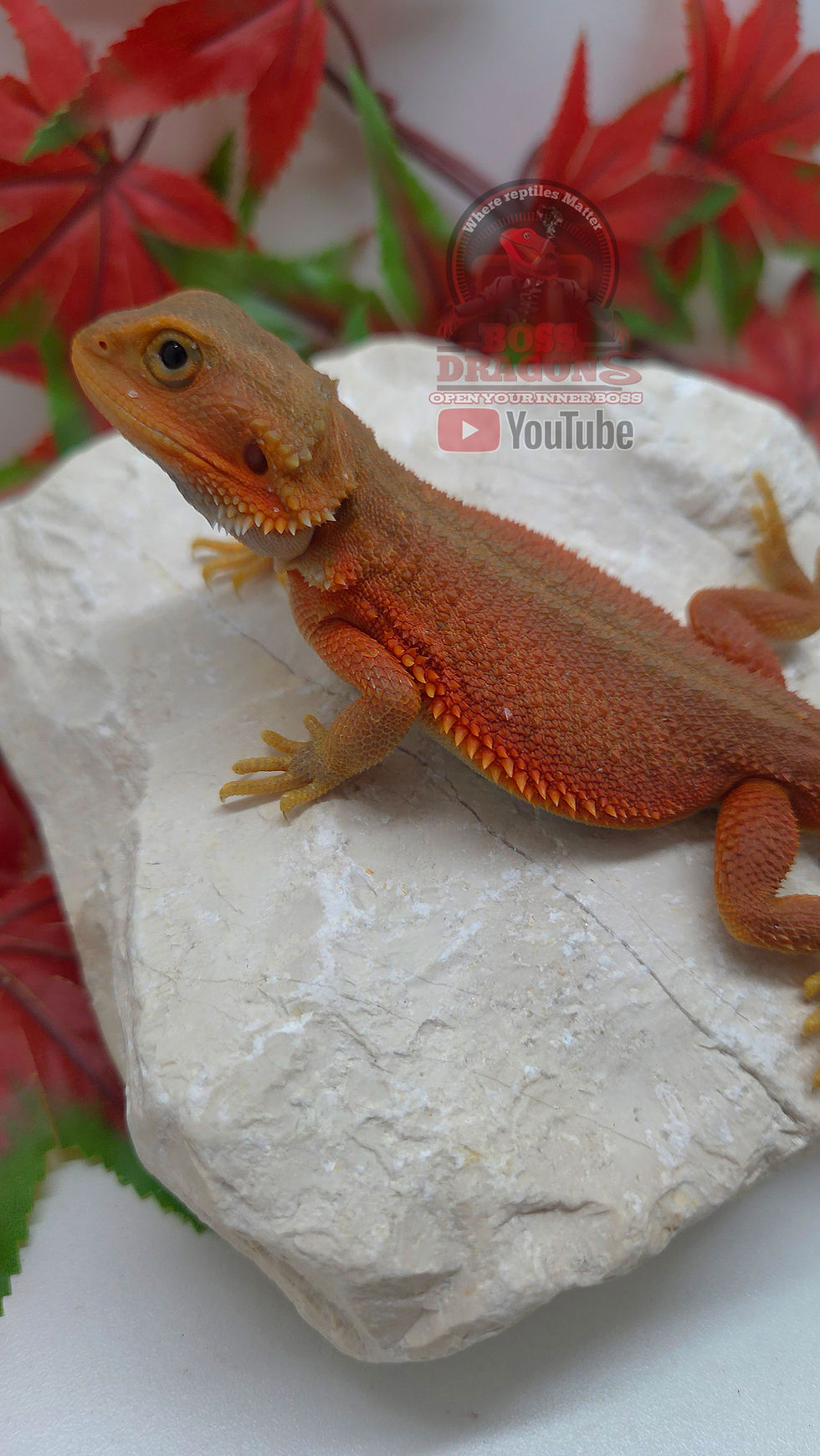 Miniature : Neon red/orange Witblits Hypo-Trans coral 