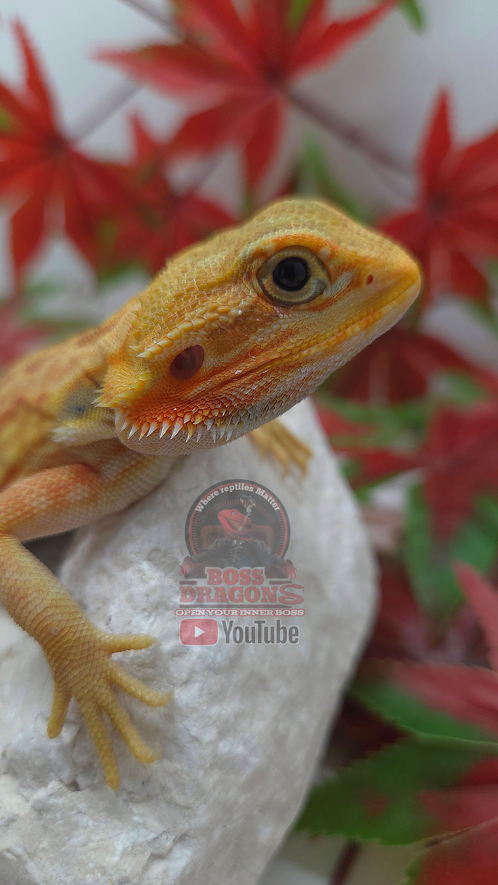Miniature : Citrus Hypo-Trans Leatherback Coral 66% possible het Witblits 