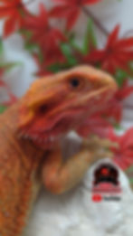 Thumbnail: Red Hypo-Trans Coral het Witblits 