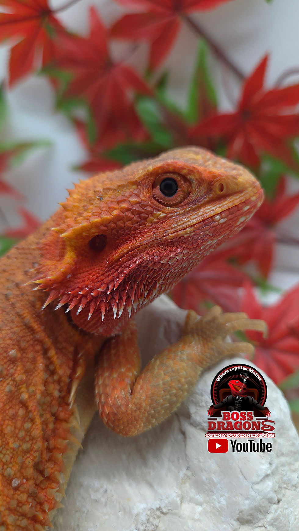 Miniatura: Red Hypo-Trans Coral het Witblits 
