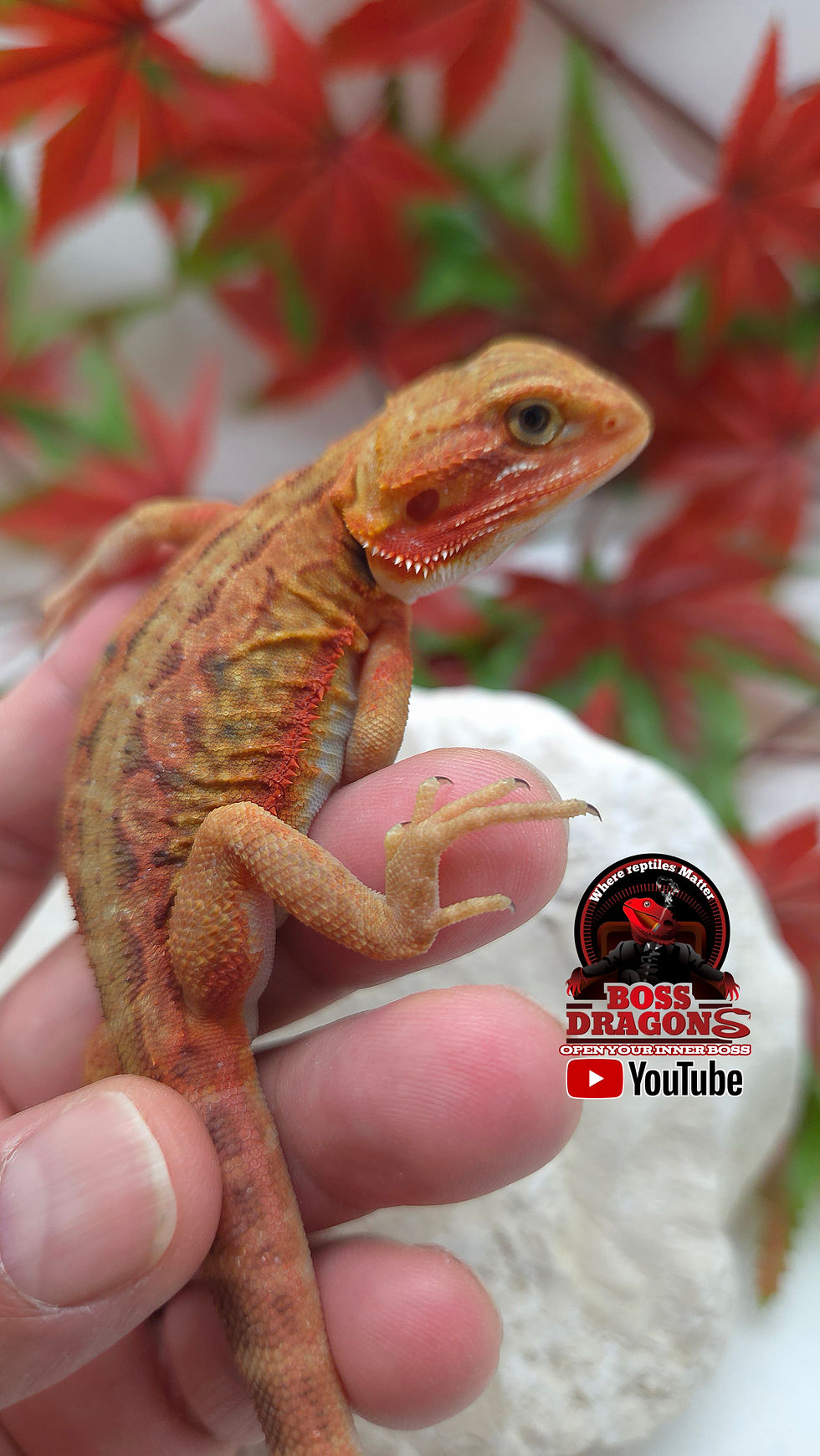 Thumbnail: Translucent Leatherback Coral double het Hypo/Witblits 