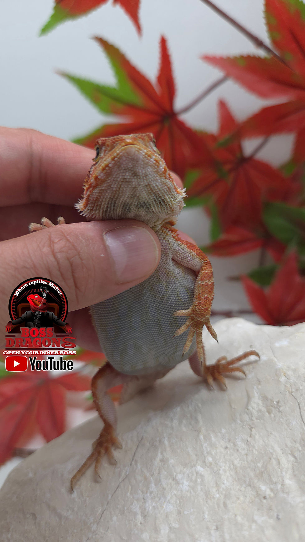 Miniatura: Translucent Coral 66% het Hypo half red monster bloodline 