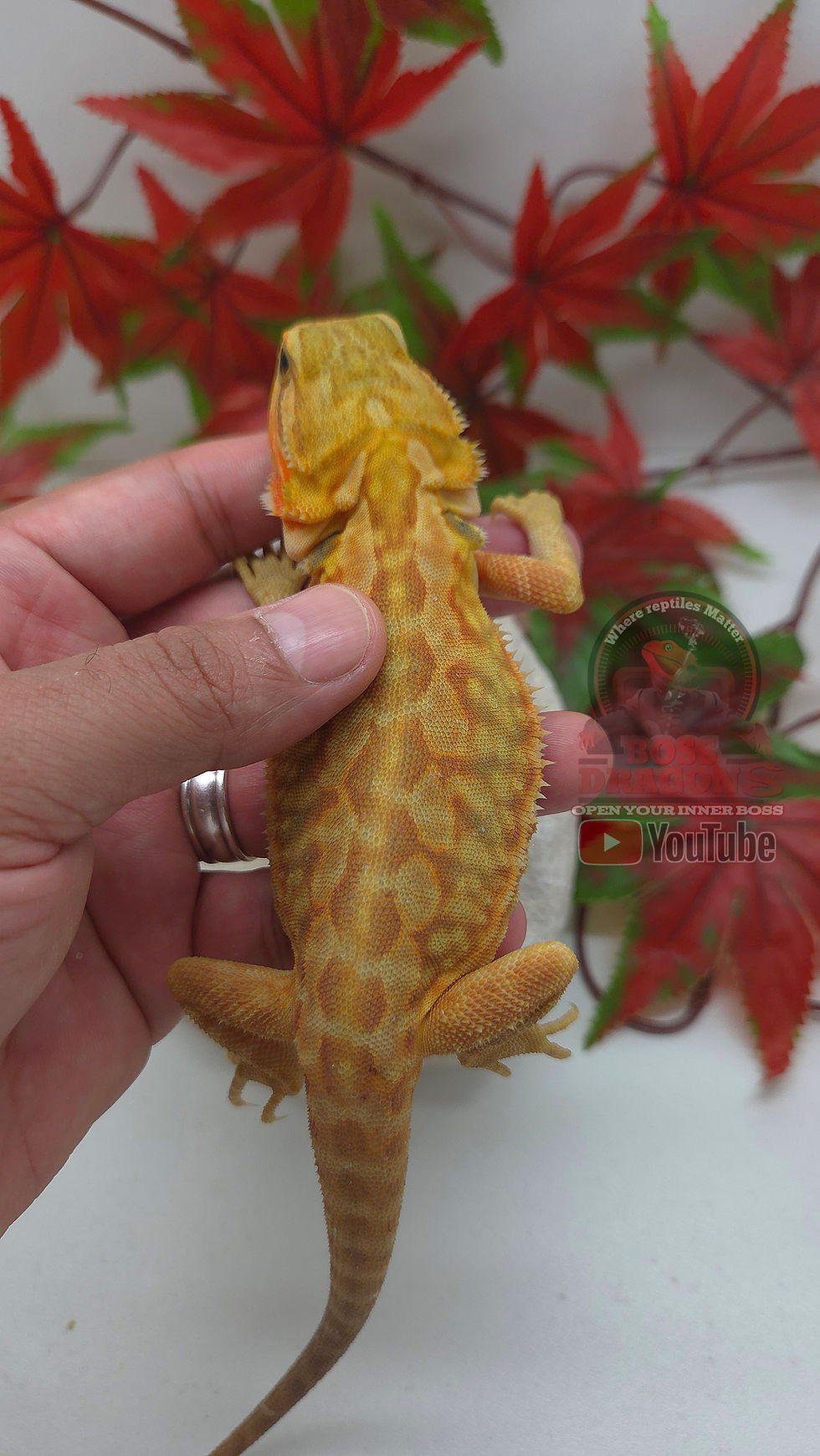 Miniature : Citrus Hypo-Trans Leatherback Coral 66% possible het Witblits 