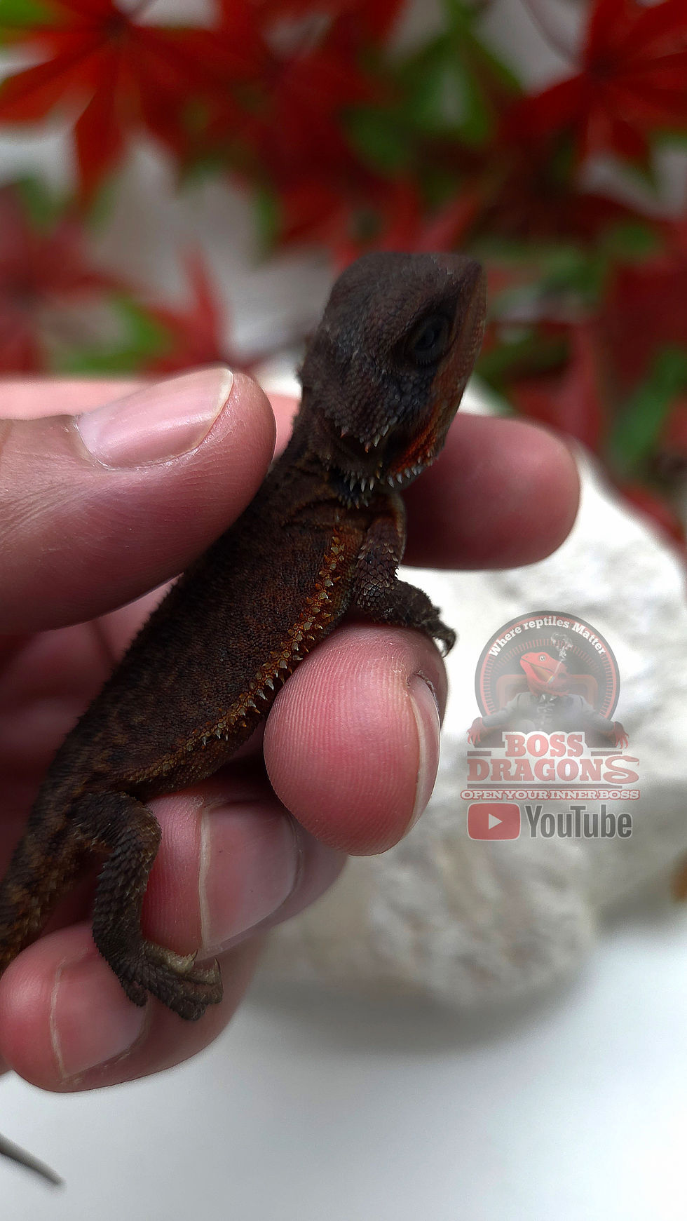 Miniatura: Dark Maroon Translucent Genetic stripe possible het Hypo