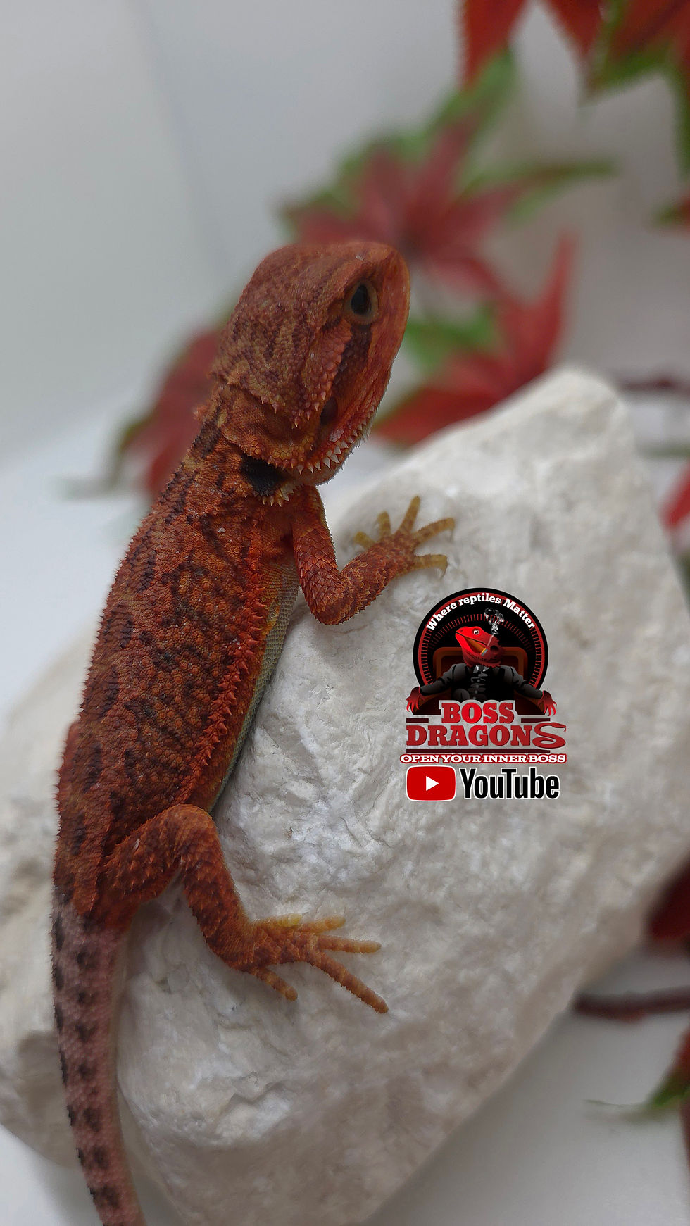 Miniatura: Red Translucent Coral 66% het Hypo half red monster bloodline 