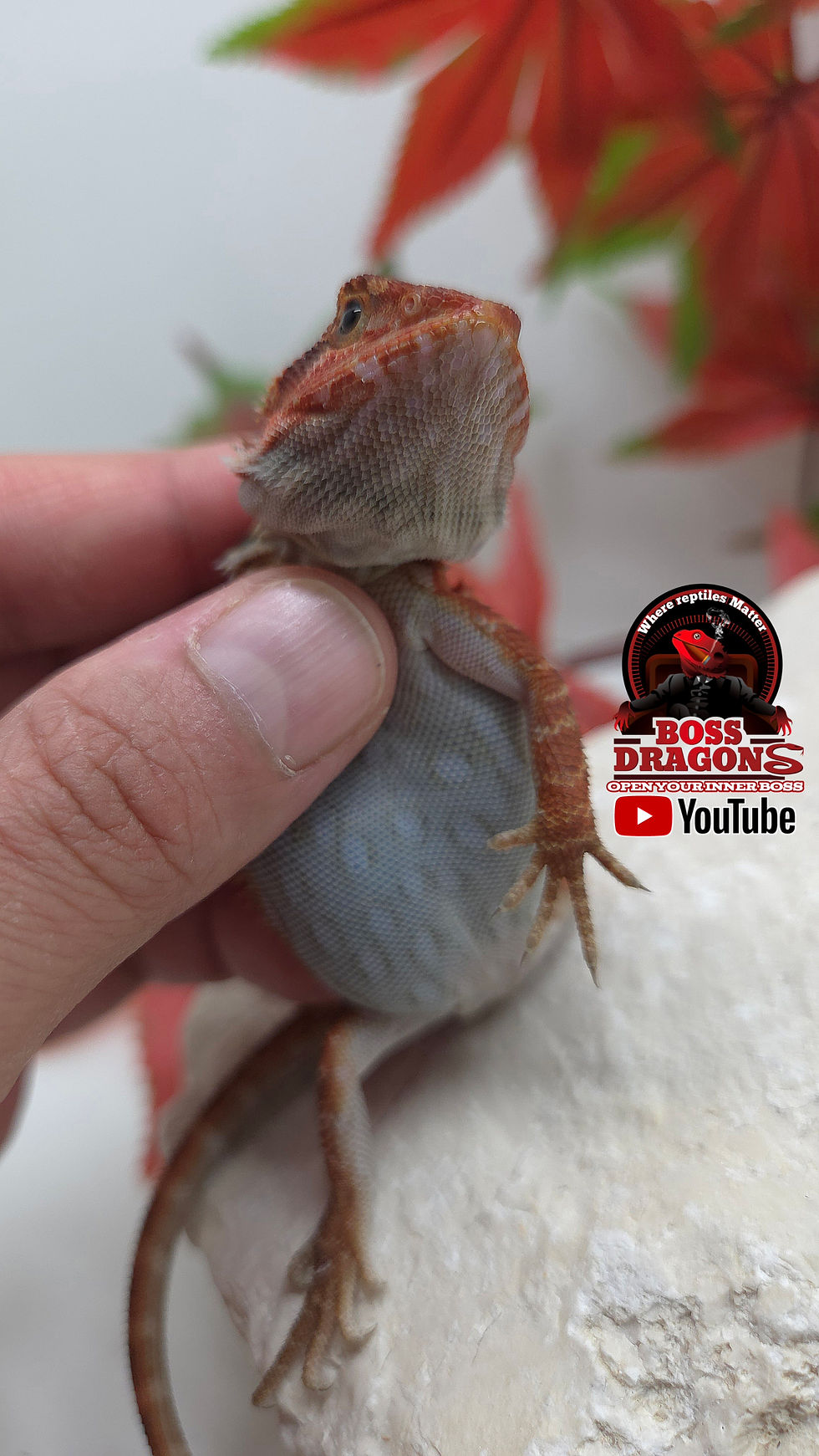 Thumbnail: Red Translucent Coral 66% het Hypo half red monster bloodline 