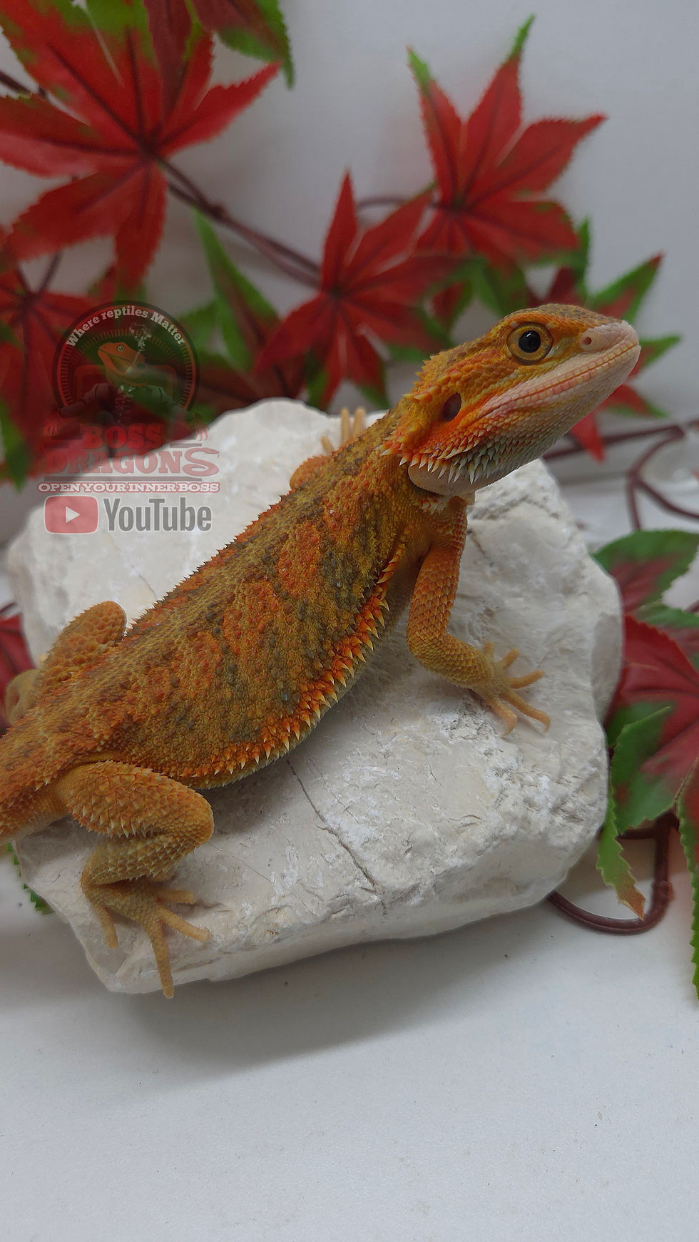 Miniature : Citrus Hypo-Trans Coral double het Trans/Witblits 