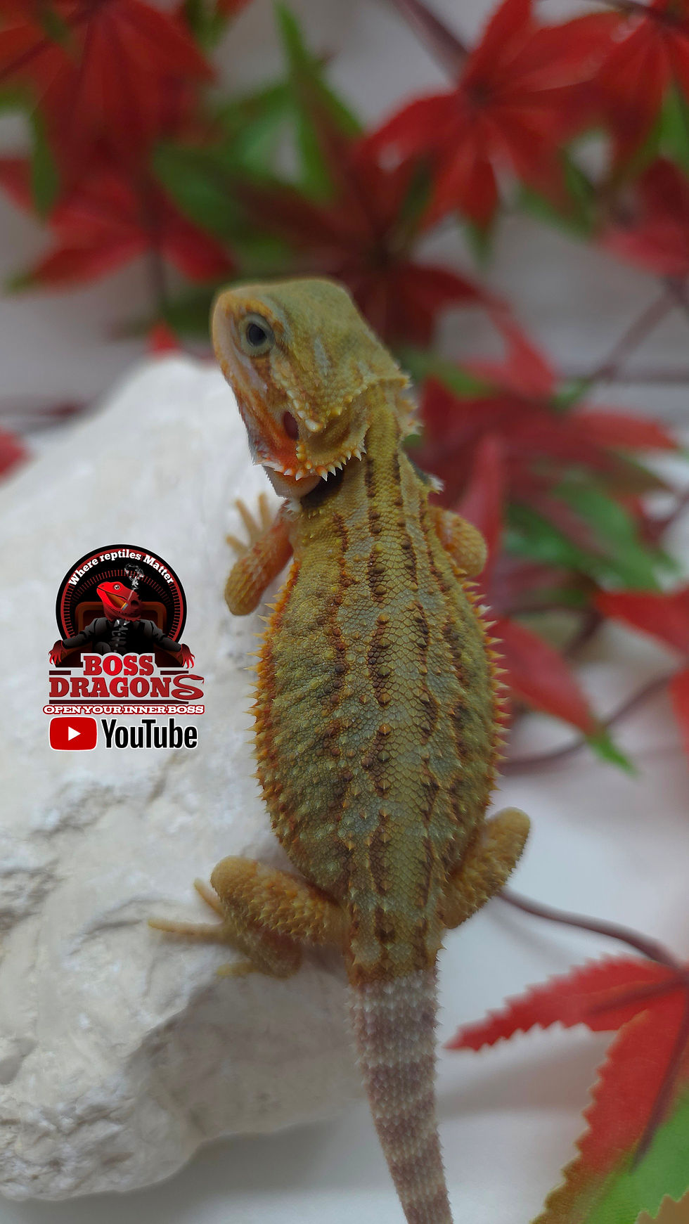 Thumbnail: Citrus Hypo-Trans Coral 66% het Witblits 