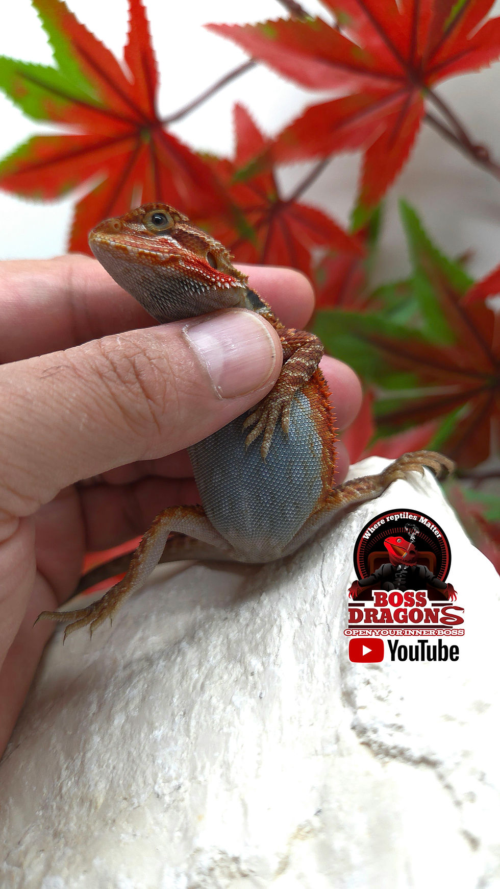 Thumbnail: Red/Orange Translucent Coral 66% het Hypo half red monster bloodline o