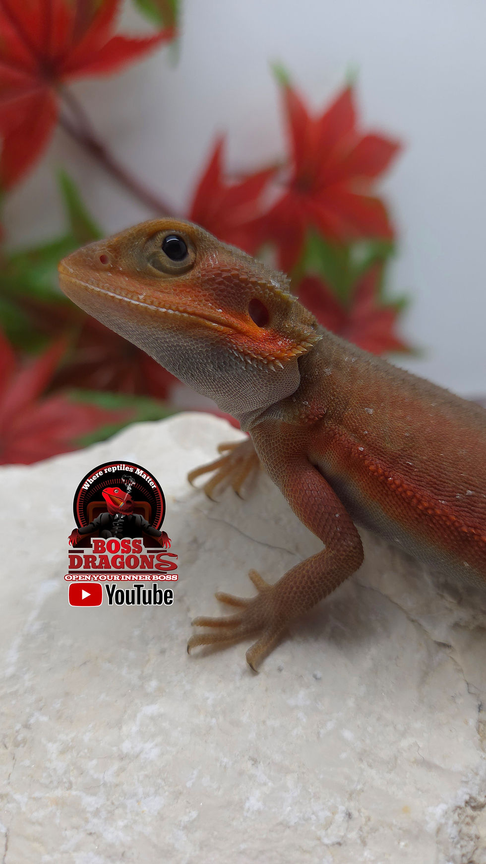 Miniatura: Red Witblits Translucent Leatherback Coral 66% het Hypo 