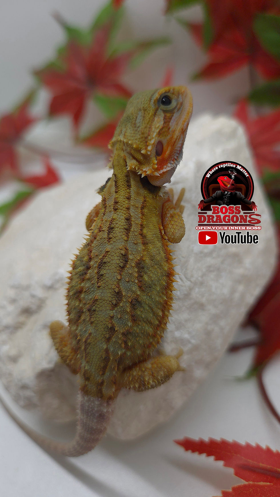 Thumbnail: Citrus Hypo-Trans Coral 66% het Witblits 