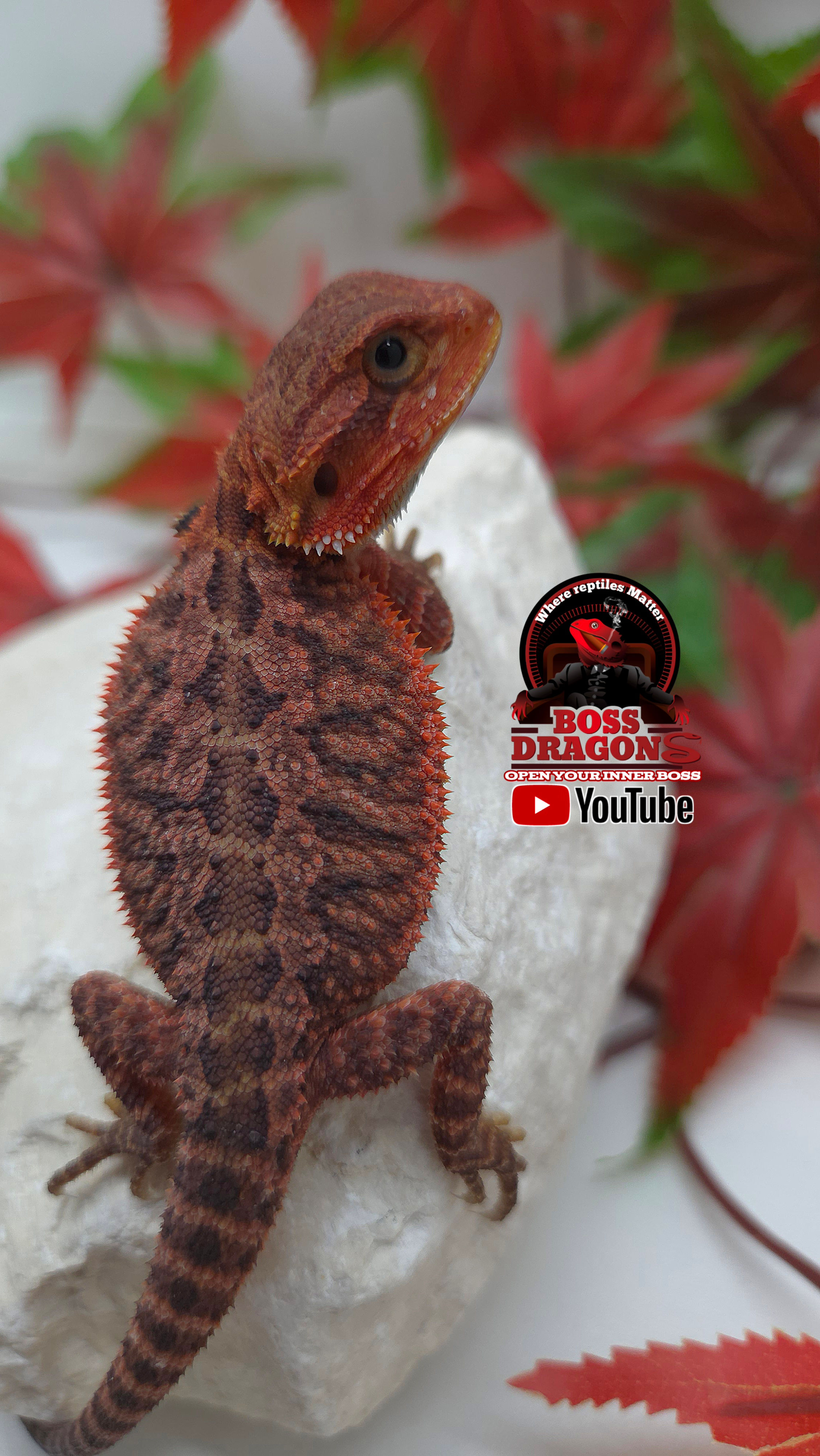 Red Translucent Coral 66% het Hypo half red monster bloodline
