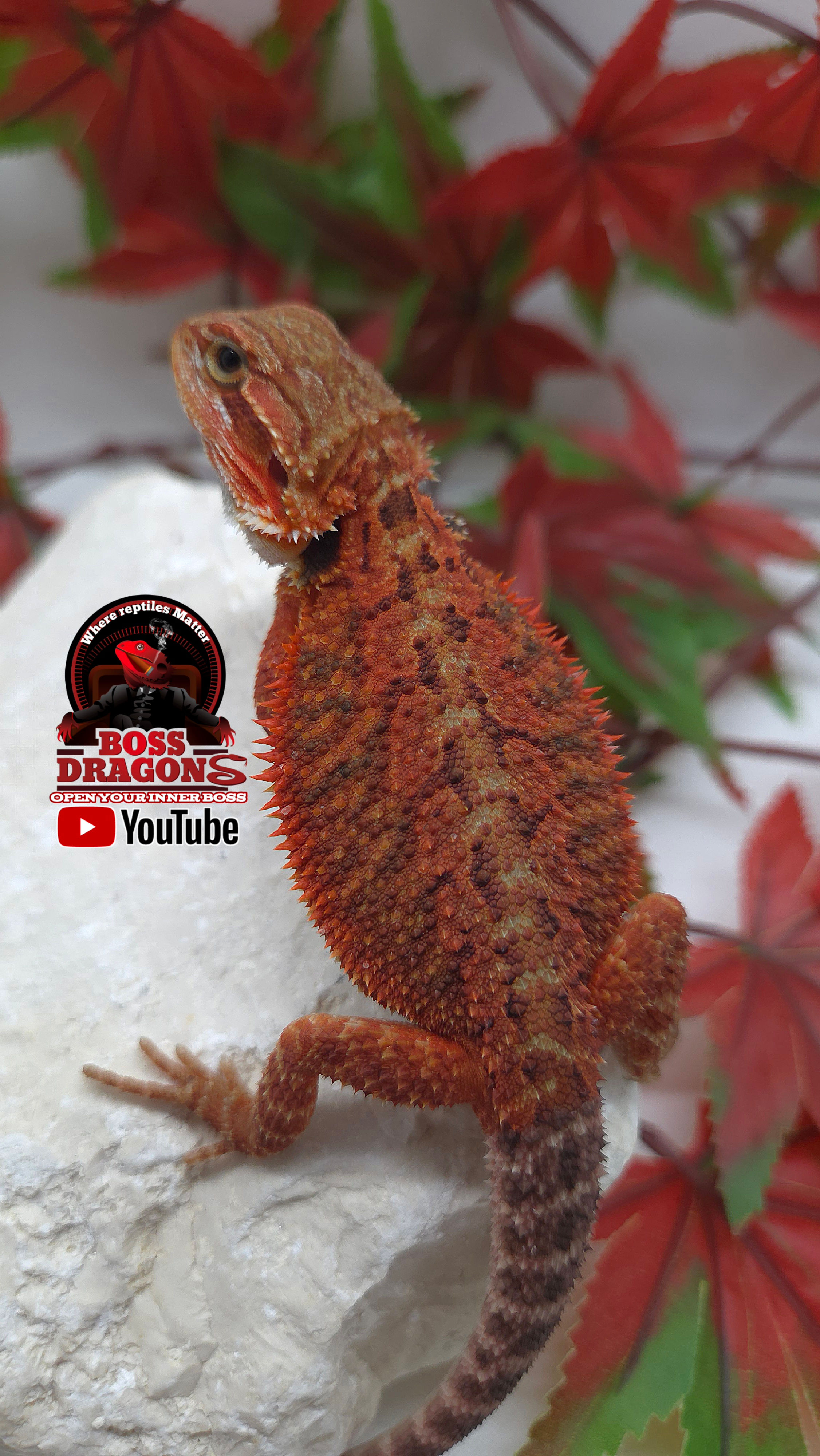 Translucent Coral 66% het Hypo half red monster bloodline 