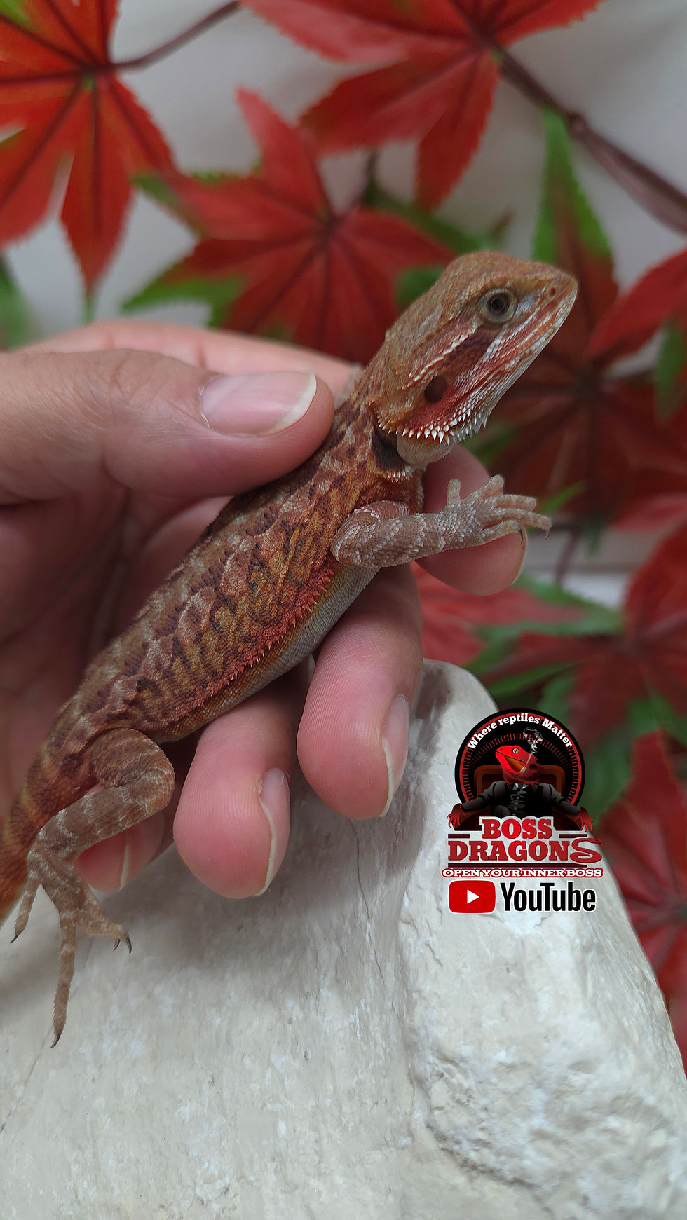 Miniaturbild: Red Trans Leatherback Coral double het Hypo/Witblits 