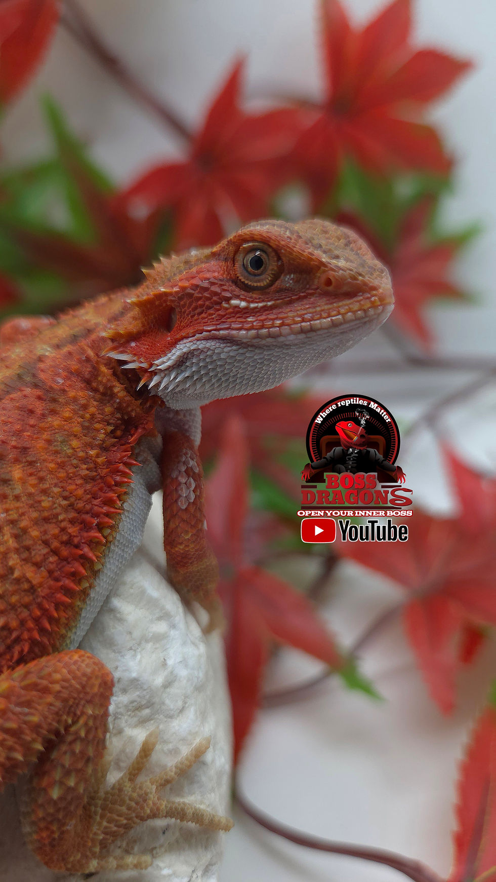 Thumbnail: Red Hypo-Trans Coral het Witblits 