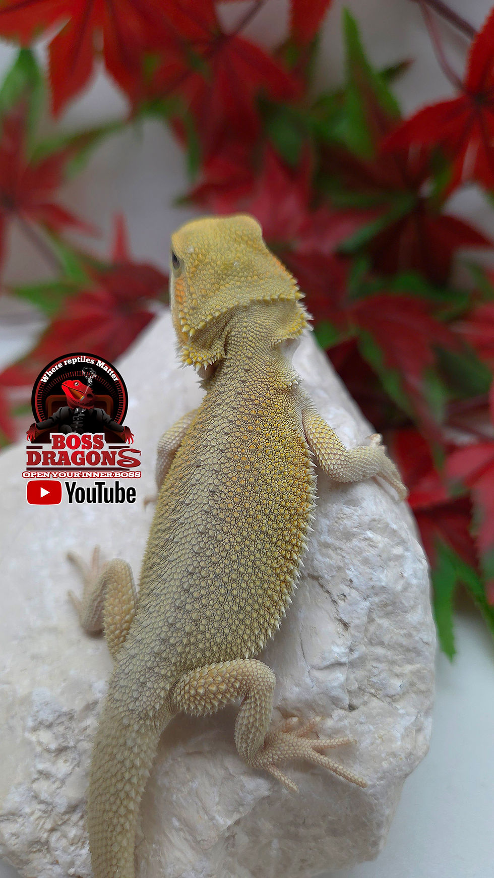 Thumbnail: Citrus Witblits Hypo het Trans 