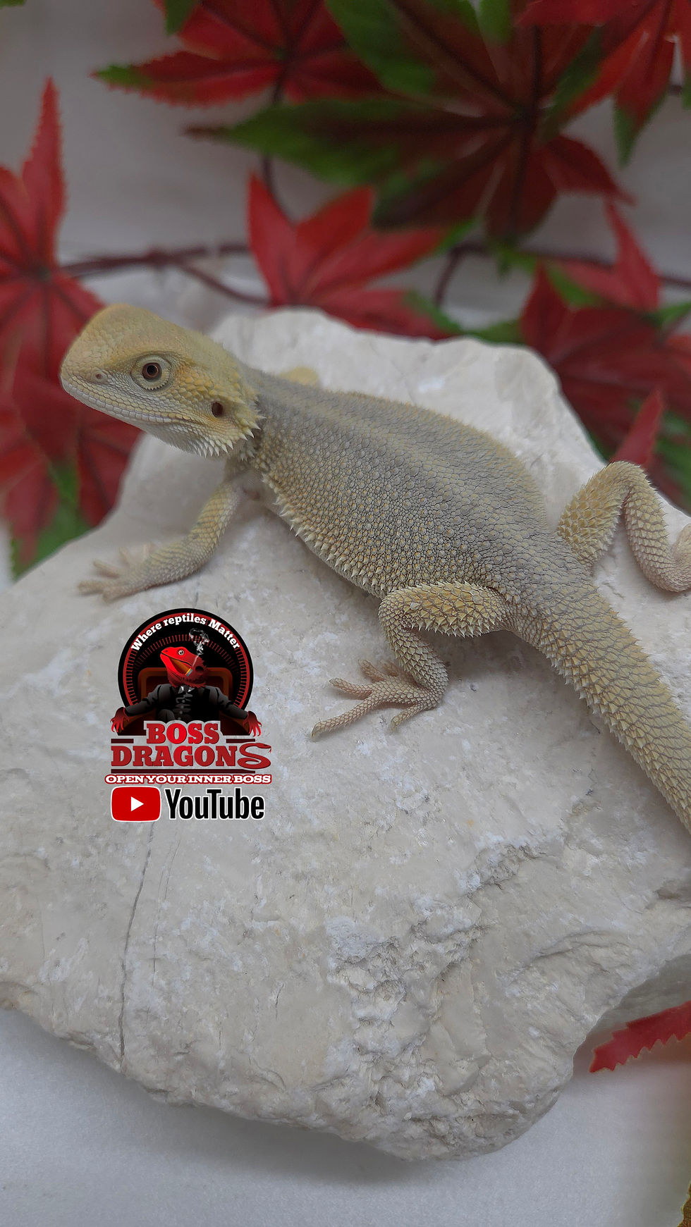 Thumbnail: Citrus Witblits hypo het Trans 