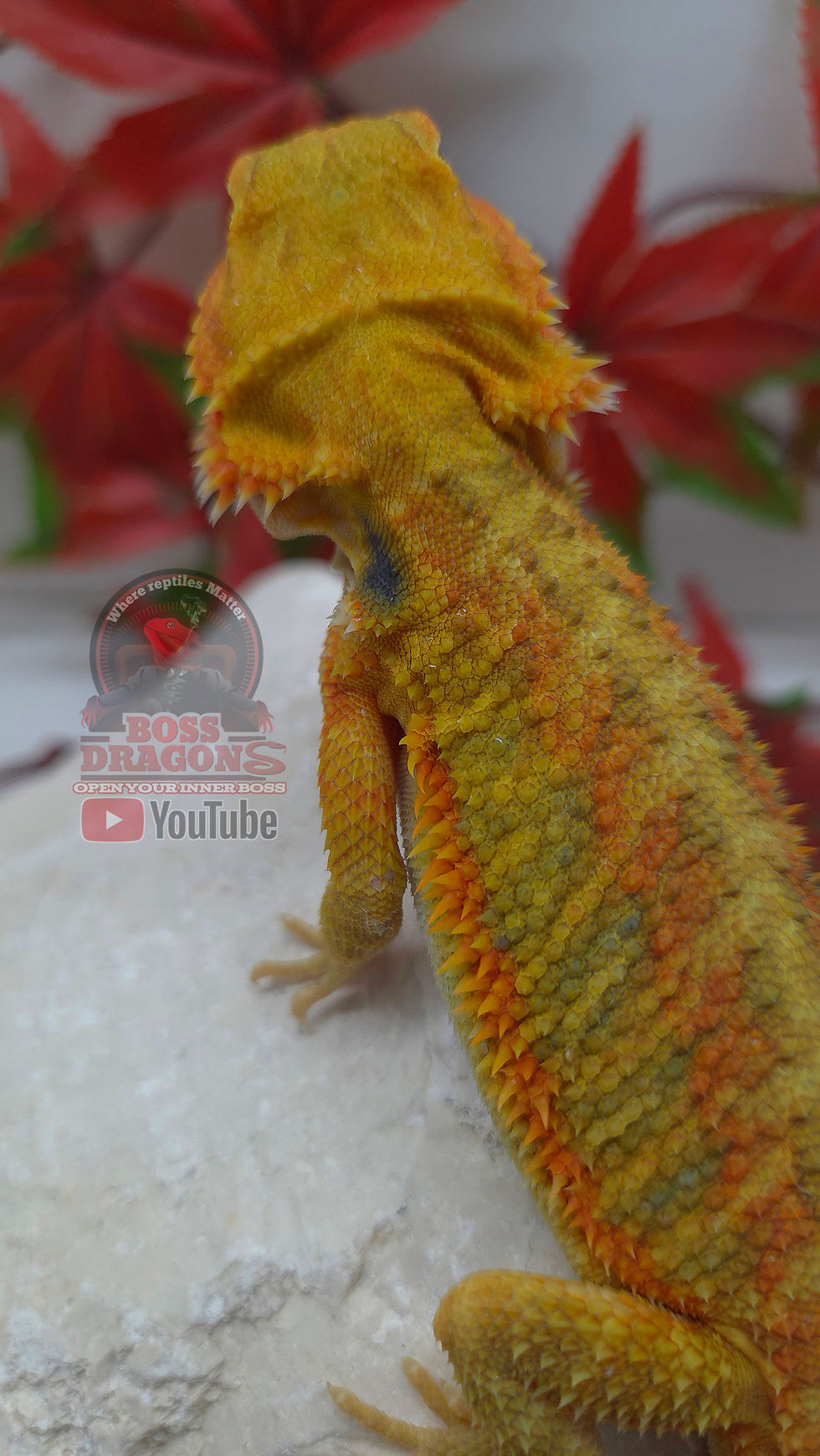Miniaturbild: Citrus Hypo-Trans Coral het Witblits 