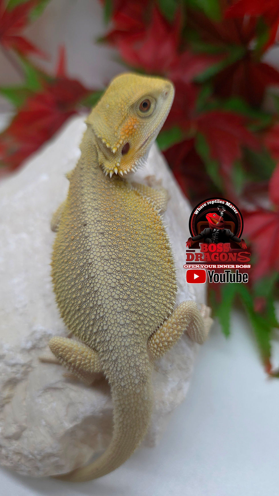 Thumbnail: Citrus Witblits Hypo het Trans 