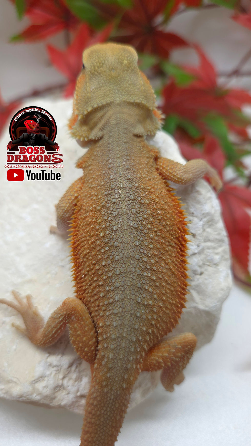 Thumbnail: Witblits Translucent Coral 66% het Hypo 