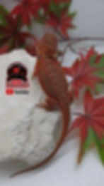 Thumbnail: Red Translucent Genetic stripes Coral 66% het Hypo half red monster bloodline 
