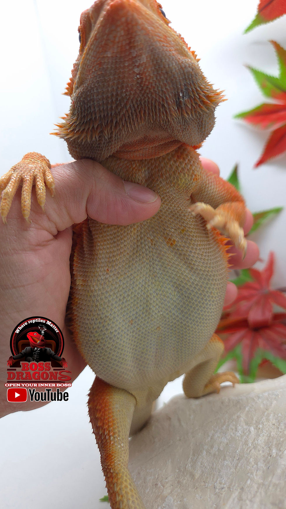 Miniature : Orange Witblits Hypo-Trans Coral Possible Low Expression Paradox 