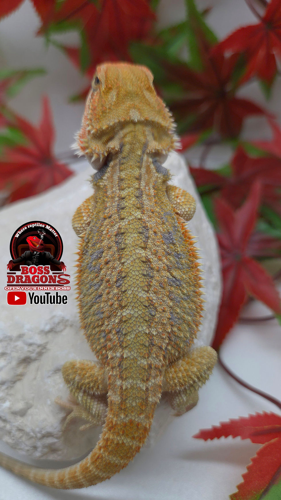Miniatura: Citrus Hypo low expression blue bar het Trans 66% het Witblits 