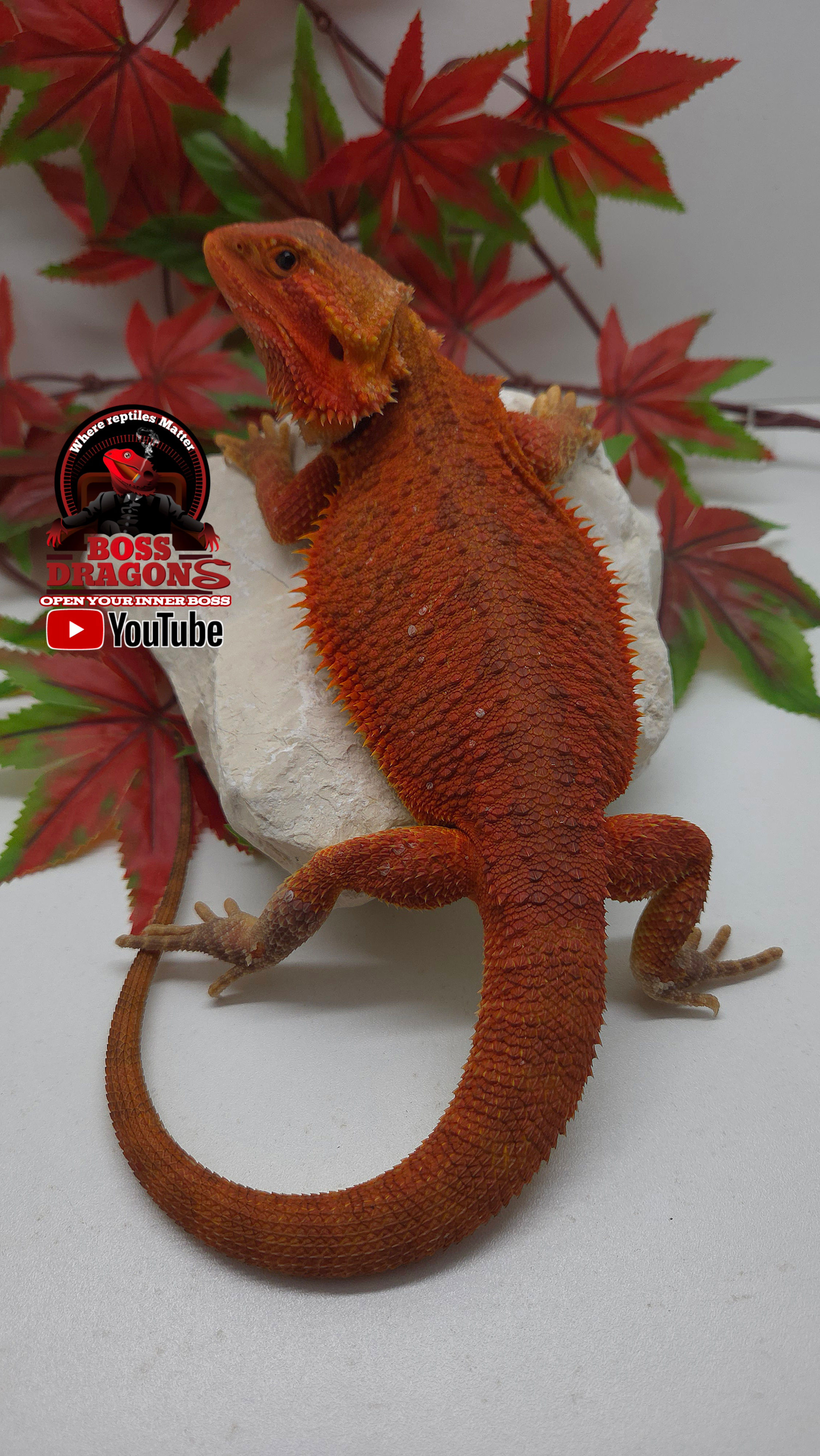 Red/Orange Translucent double het hypo/Witblits