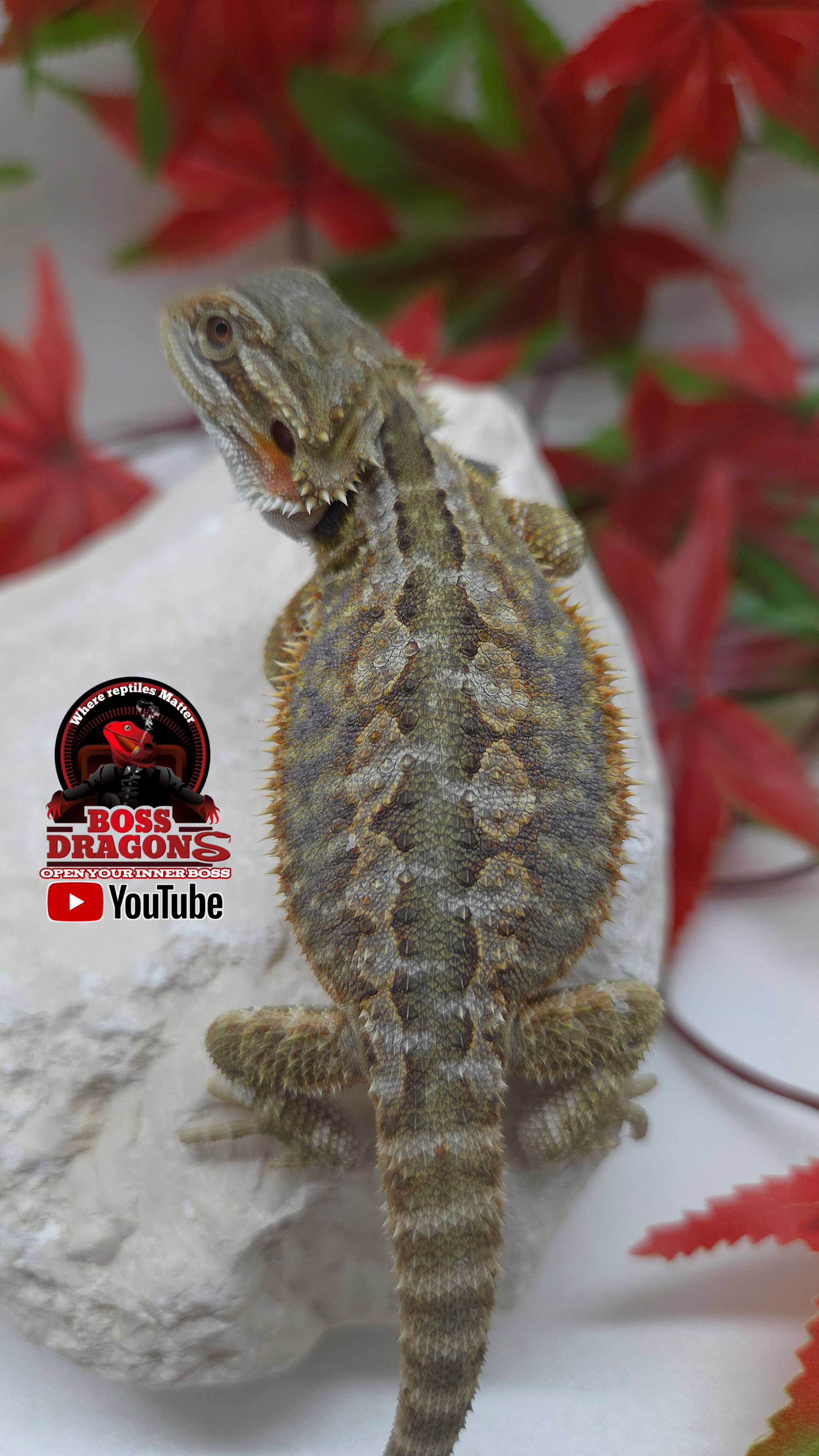 Citrus Hypo blue bar het Trans 66% het Witblits