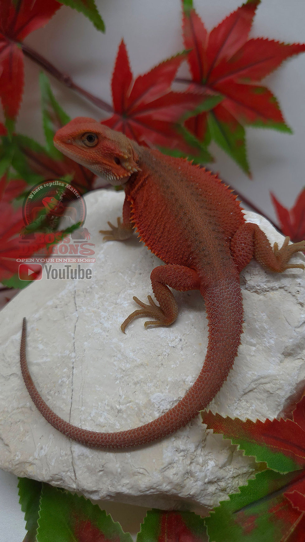 Thumbnail: Boss Red Witblits Hypo-Trans Coral 
