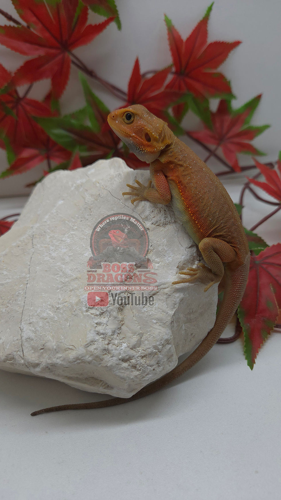 Miniature : Orange Witblits Hypo-Trans Leatherback Coral 