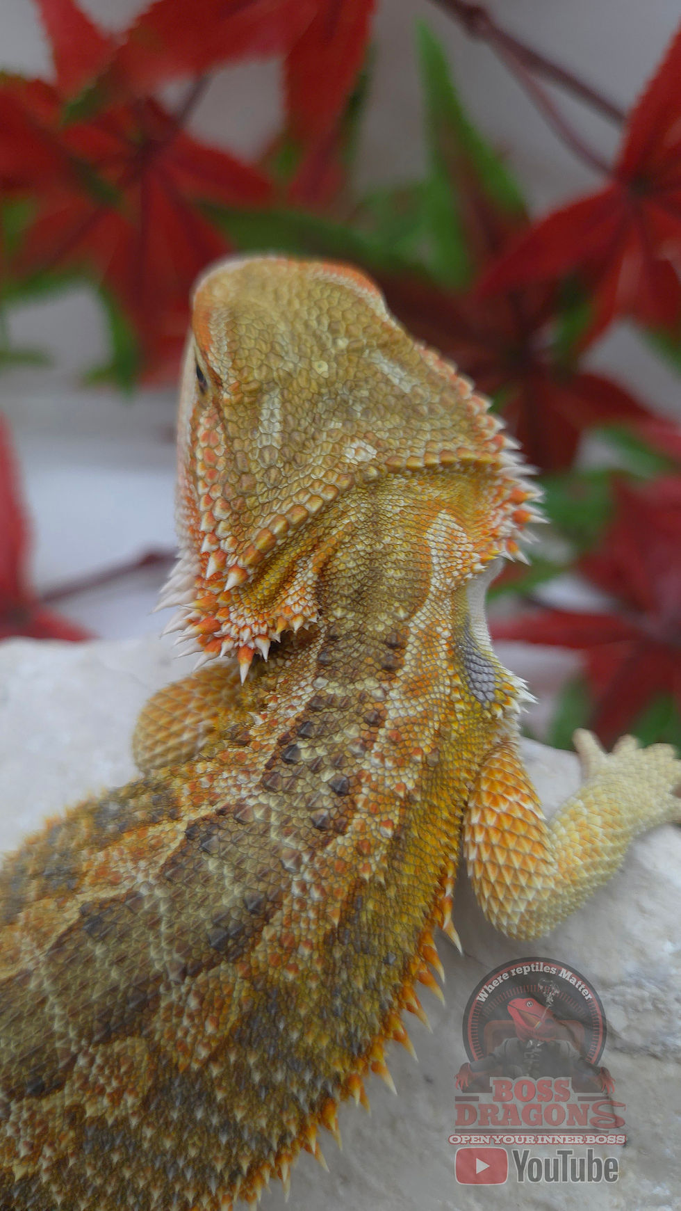 Miniature : Citrus Hypo low expression blue bar double het Trans/Witblits 