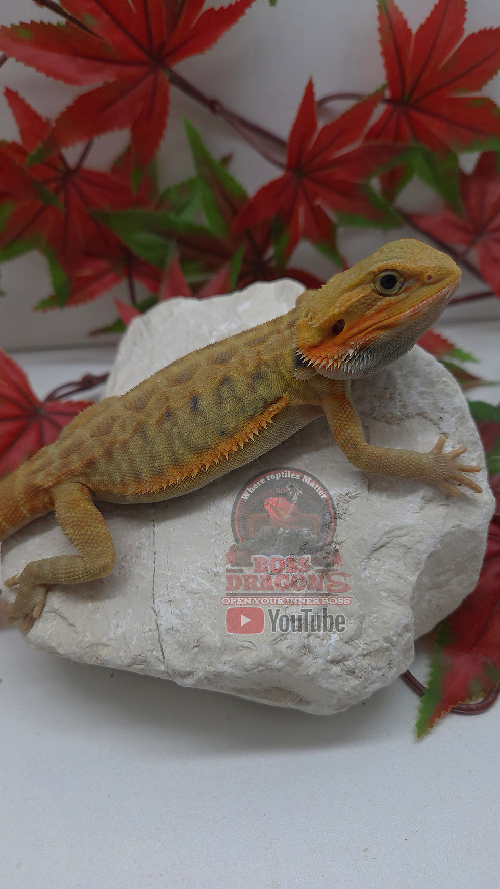 Miniature : Citrus Hypo-Trans Coral Leatherback 66% possible het Witblits 