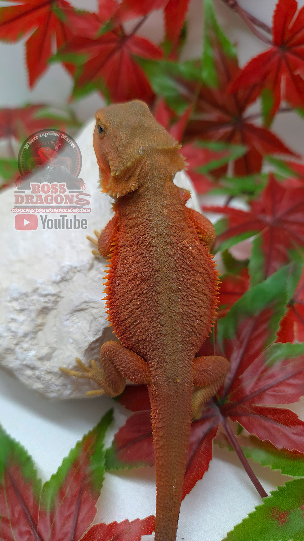Miniature : Neon red/orange Witblits Hypo-Trans coral 