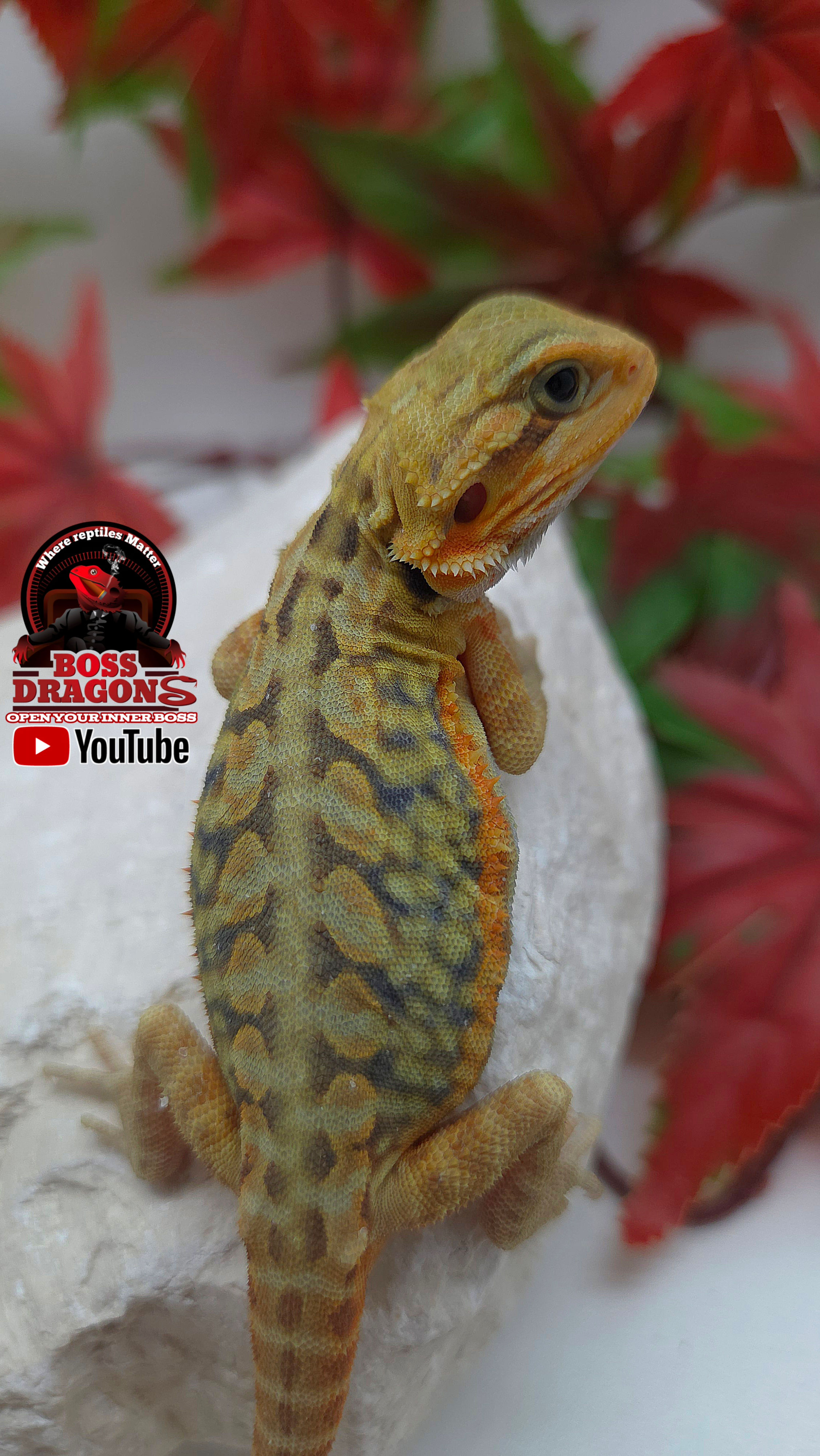 Citrus Hypo-Trans Leatherback Coral 66% het Witblits