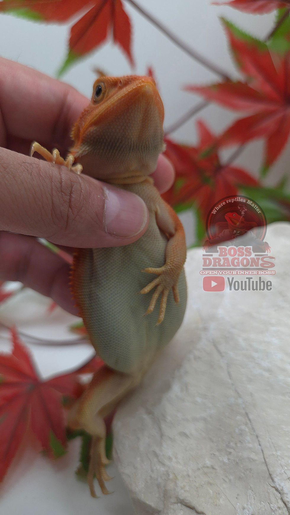 Miniature : Orange Witblits Hypo-Trans Leatherback Coral 