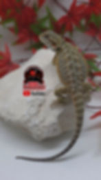 Thumbnail: Citrus Hypo blue bar het Trans 66% het Witblits 