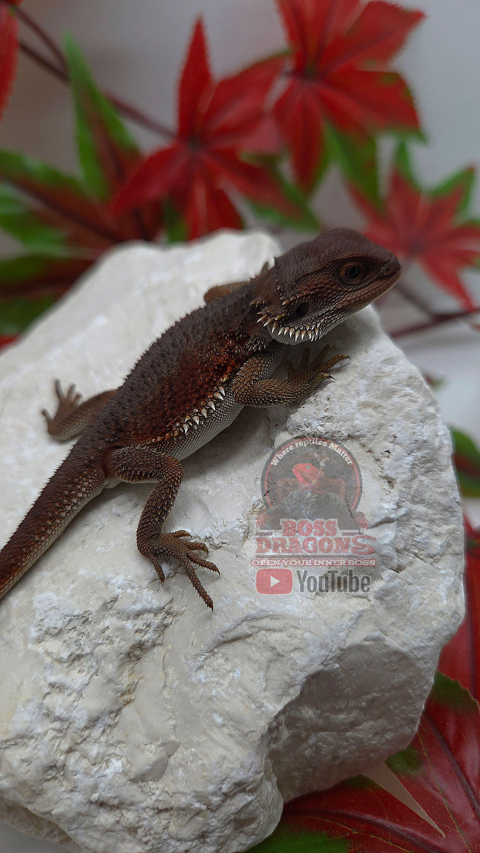Miniatura: Dark Boss Red marbled Witblits 66% possible double het Hypo-Trans 