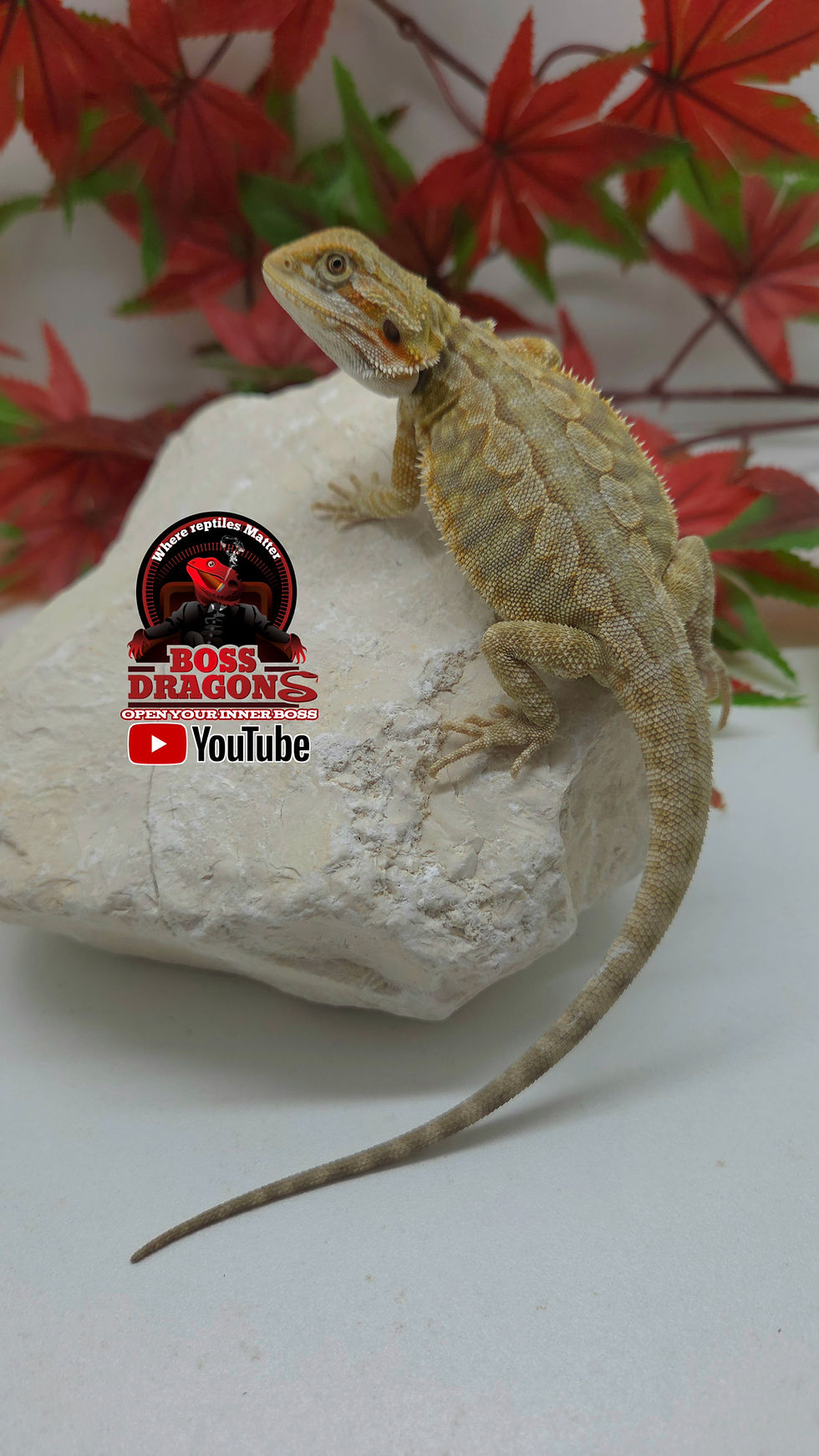 Miniatura: Citrus Hypo Leatherback double het Trans/Witblits 