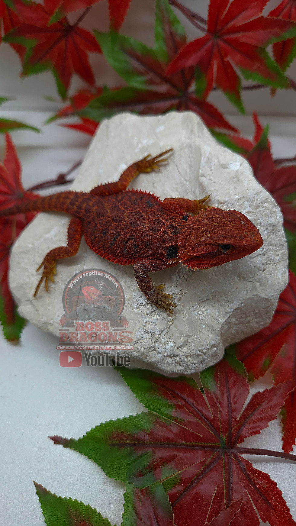 Miniatura: Red Translucent Coral Low expression Paradox 66% possible het Hypo