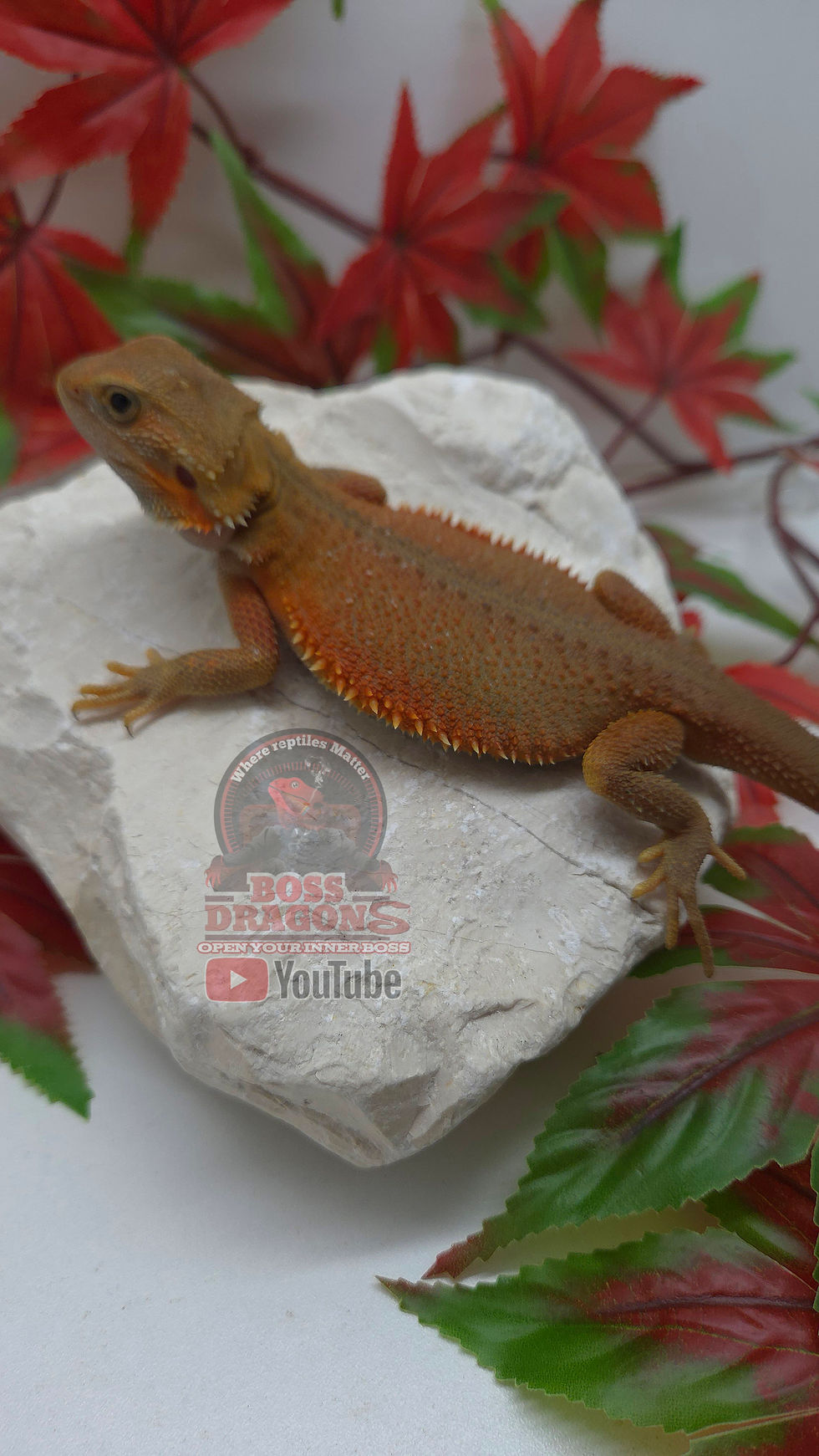 Miniature : Orange Witblits Translucent coral 66% possible het Hypo 