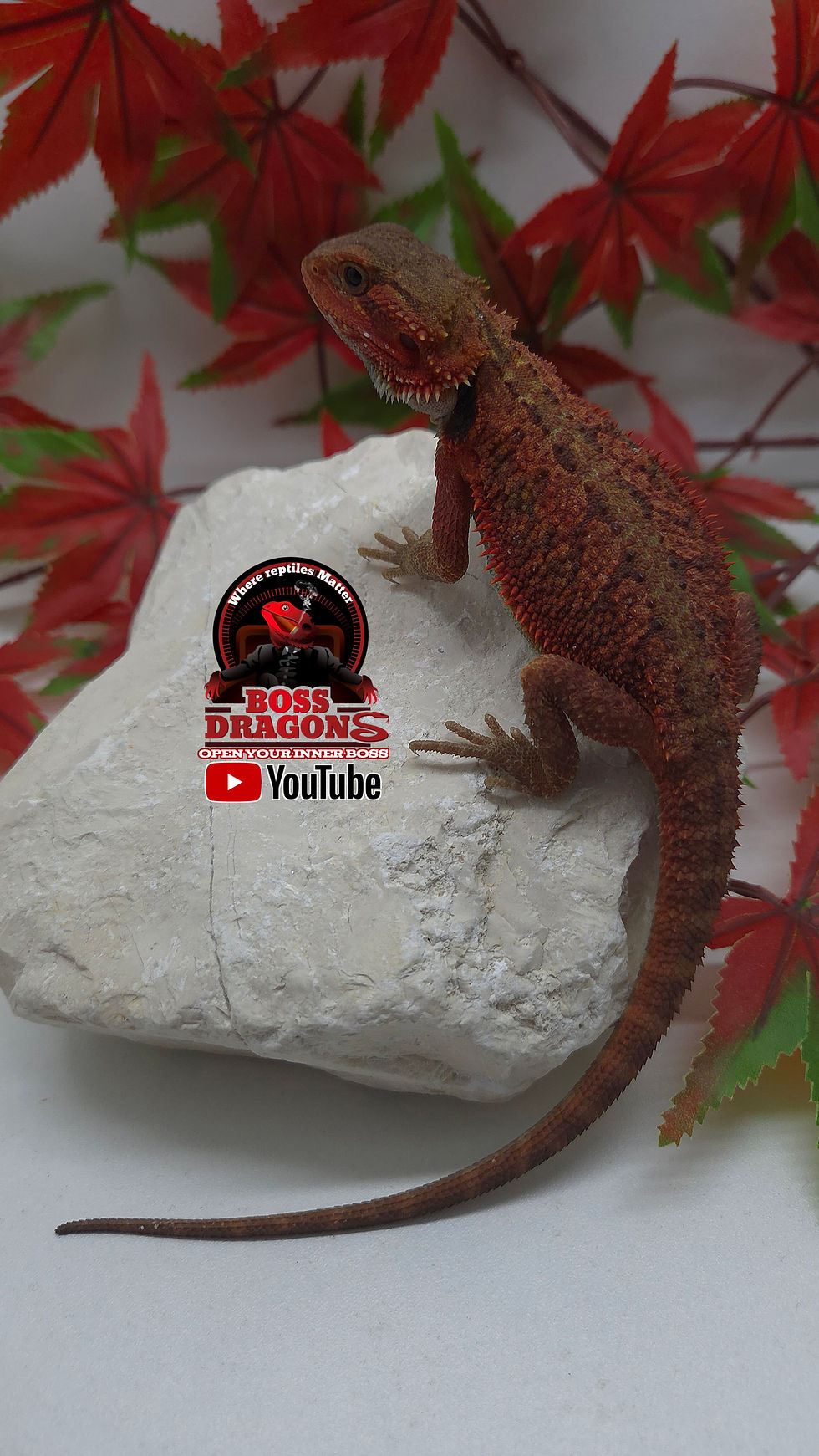 Miniatura: Red Translucent Coral het Witblits 66% het Hypo