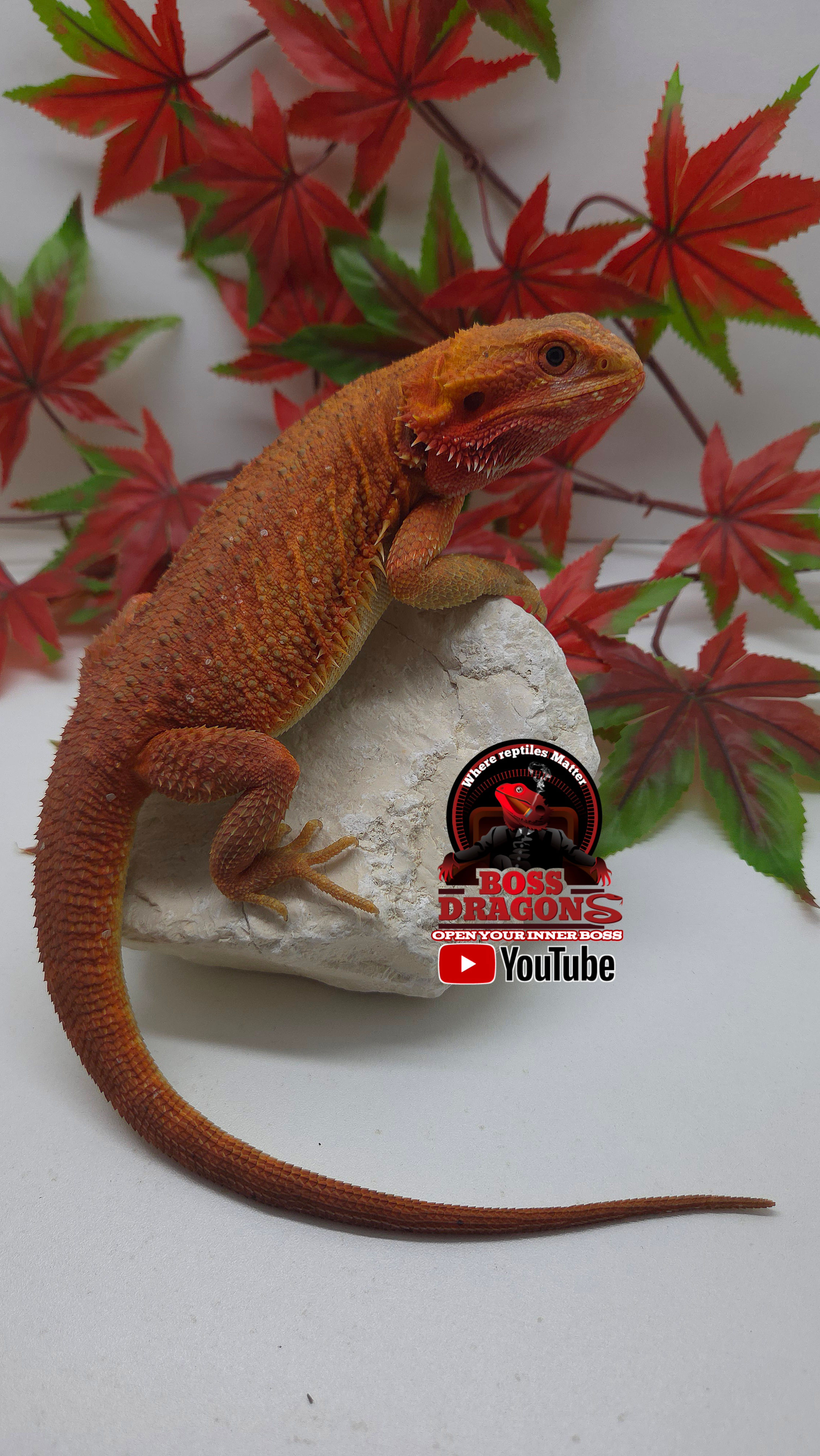 Red Hypo-Trans Coral het Witblits