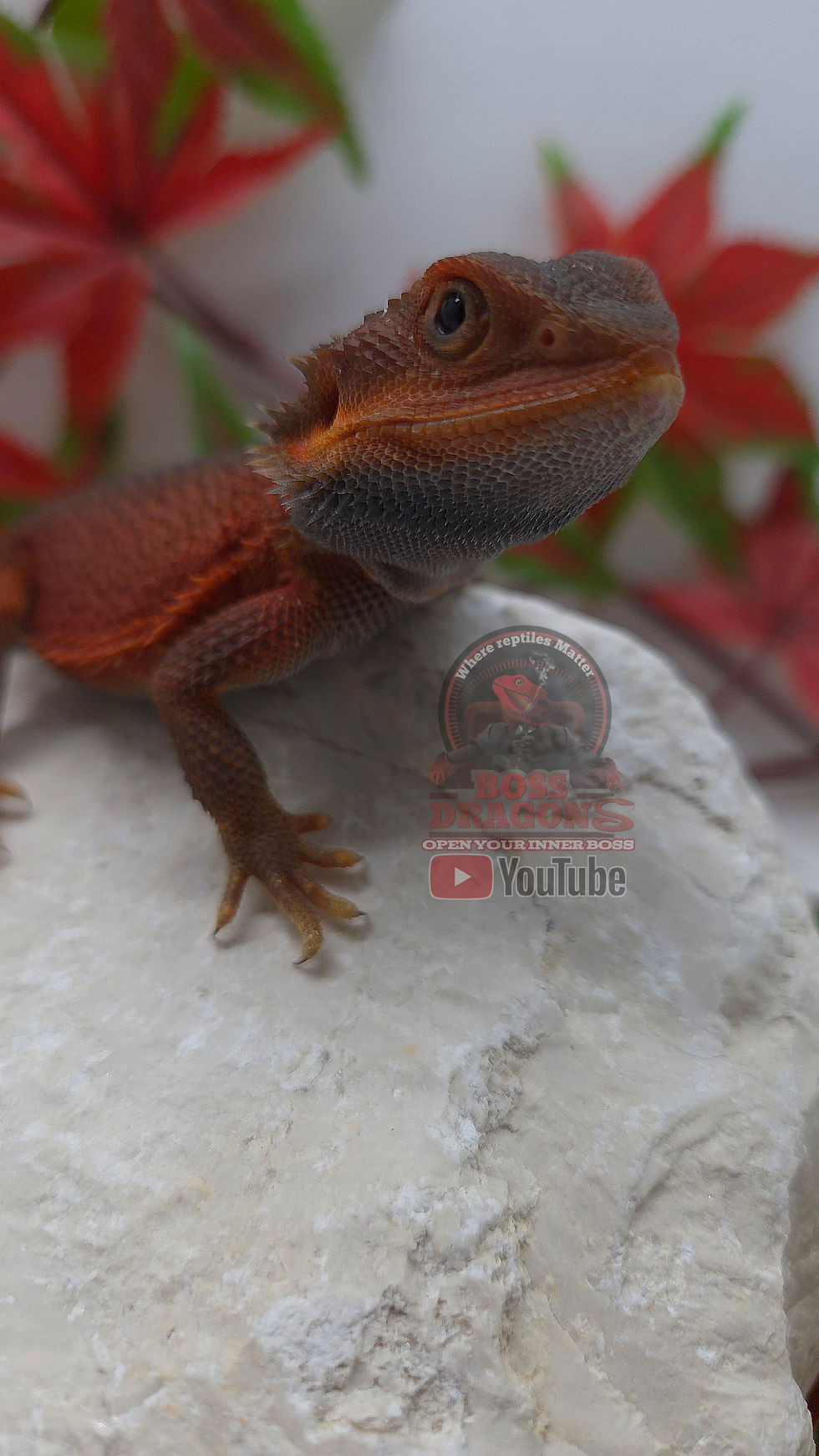 Miniature : Dark Boss Red Witblits Translucent 66% possible het Hypo 