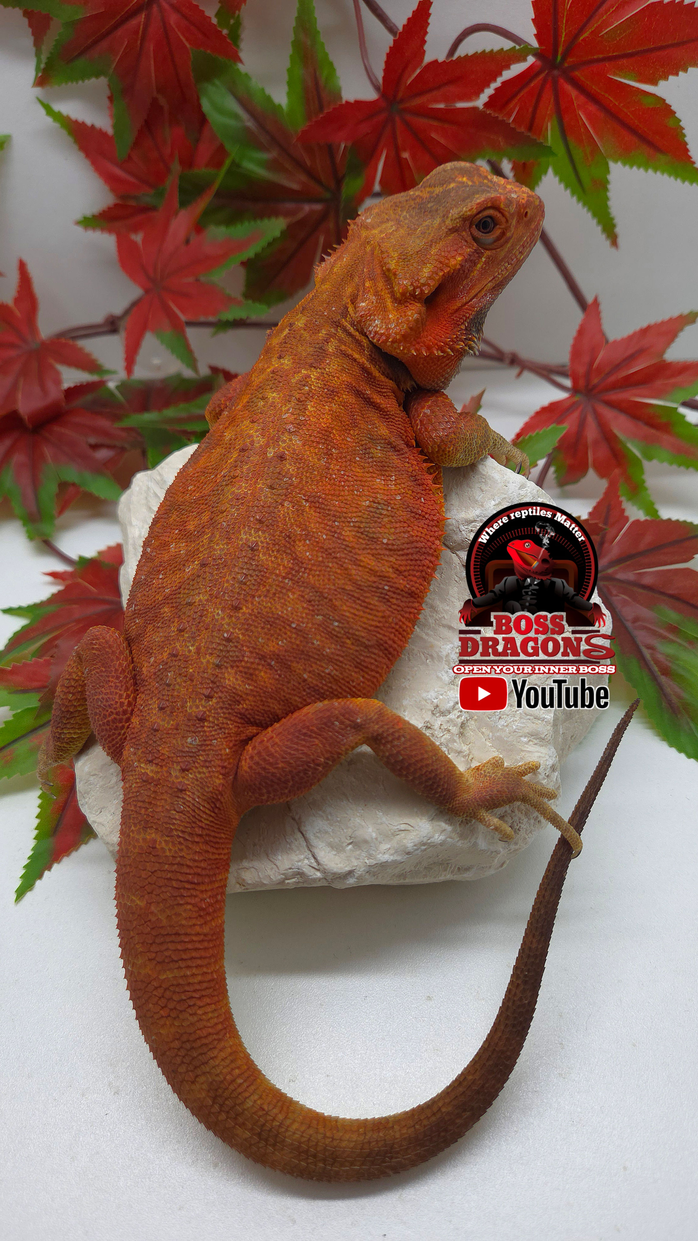 Red/Orange Translucent Leatherback double het Hypo/Witblits