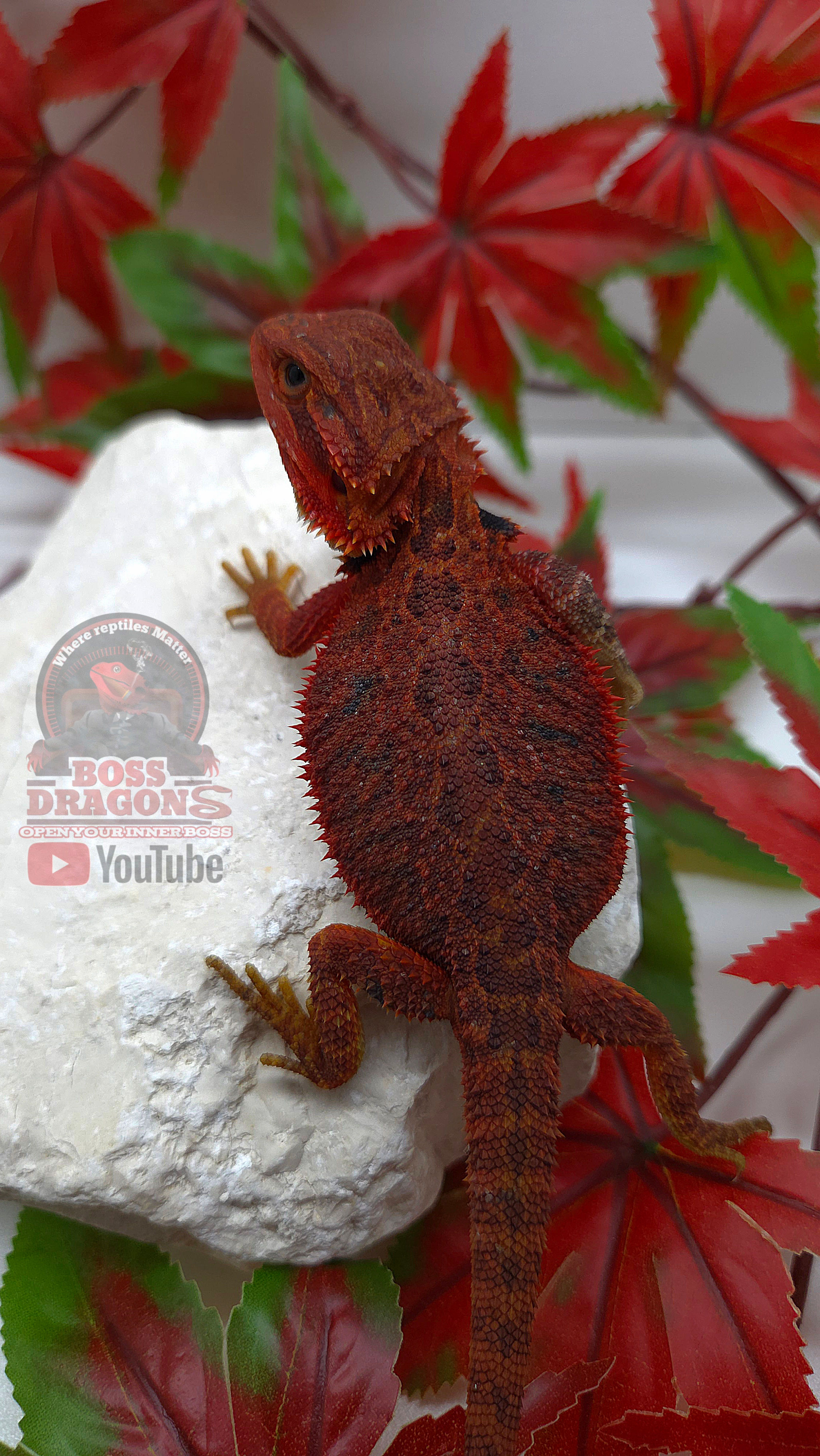 Red Translucent Coral Low expression Paradox 66% possible het Hypo