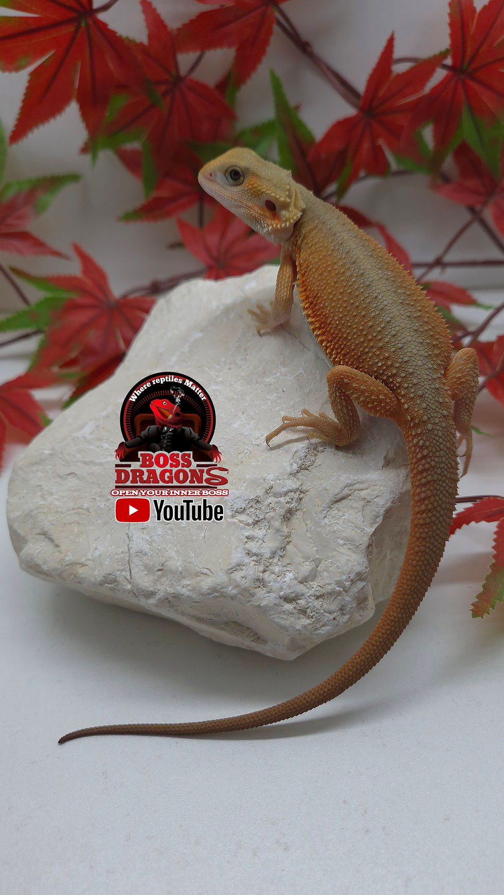 Thumbnail: Witblits Translucent Coral 66% het Hypo 